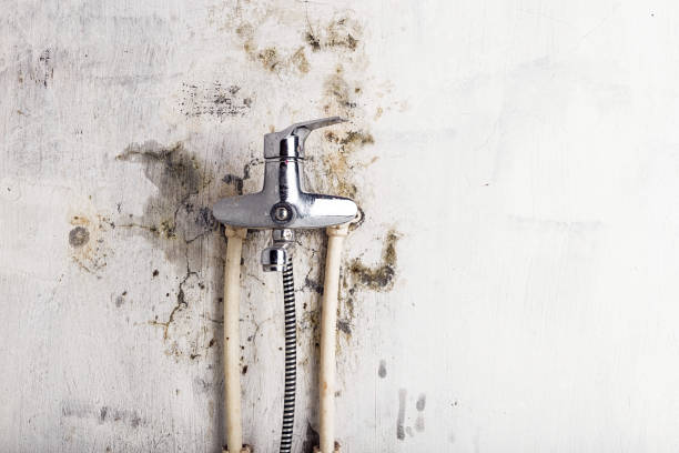 Best Home Mold Removal  in Monroe North, WA