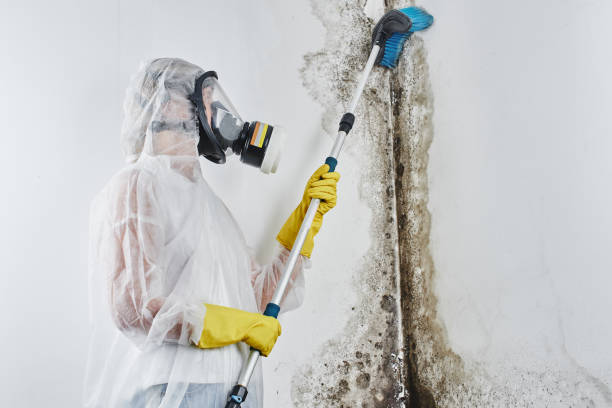 Professional Mold Removal in Monroe North, WA
