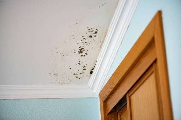 Office Mold Removal Services in Monroe North, WA