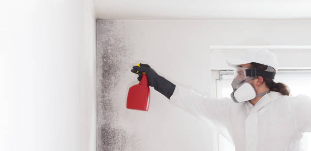Best Same-Day Mold Removal  in Monroe North, WA