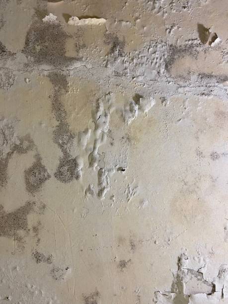 Best Residential Mold Removal  in Monroe North, WA