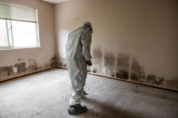 Certified Mold Removal in Monroe North, WA